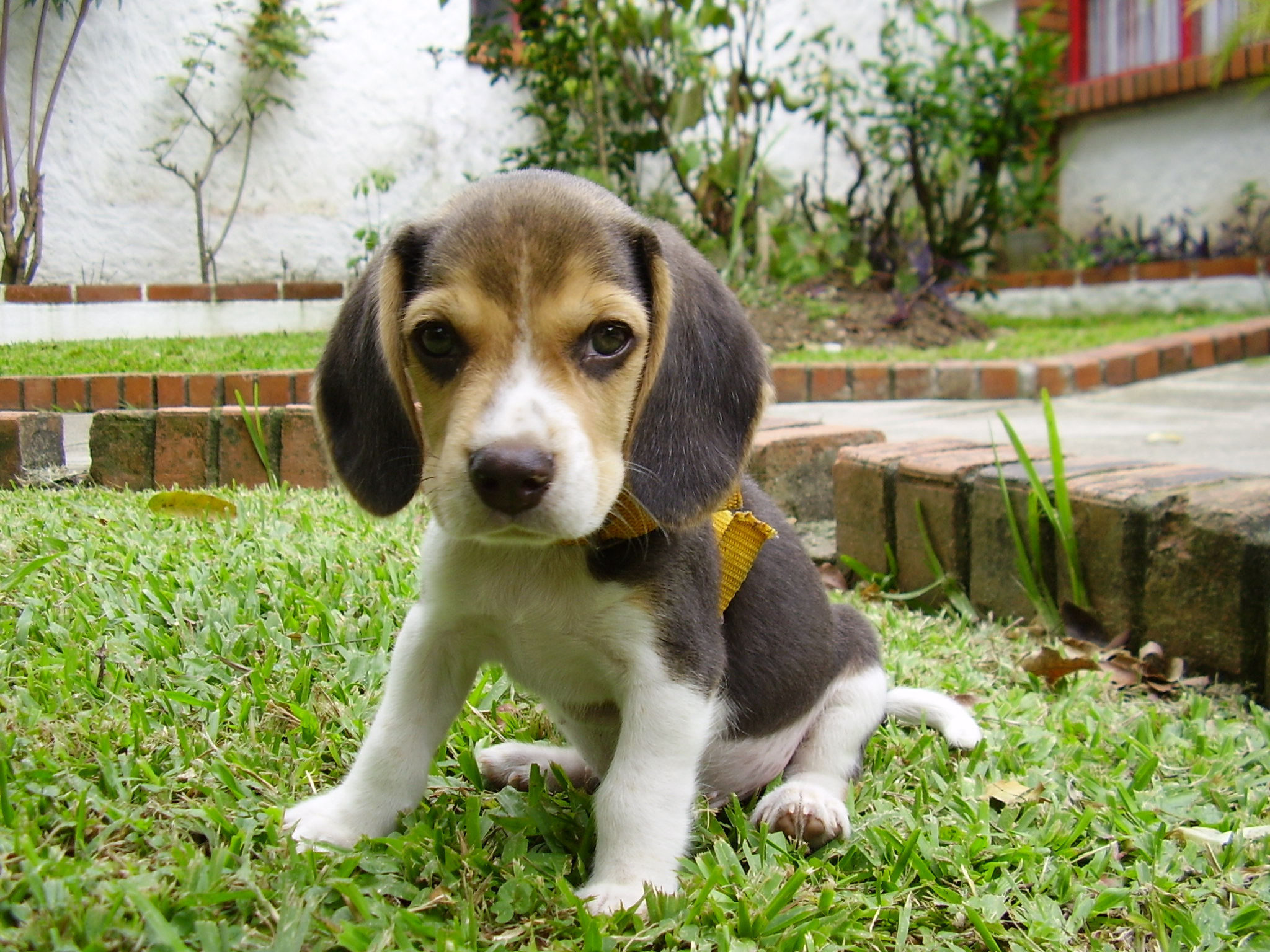 Beagle weed