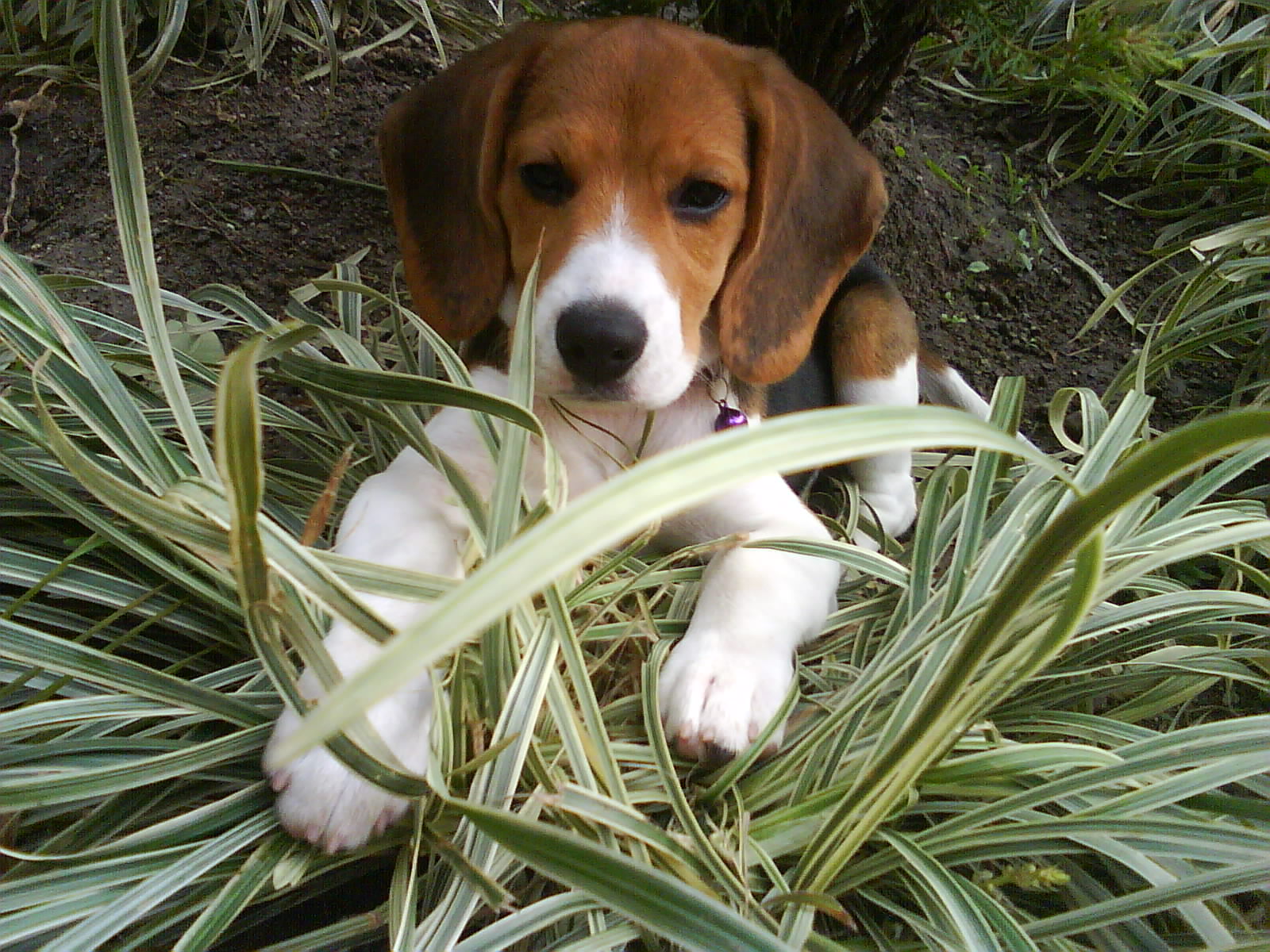 Beagle weed