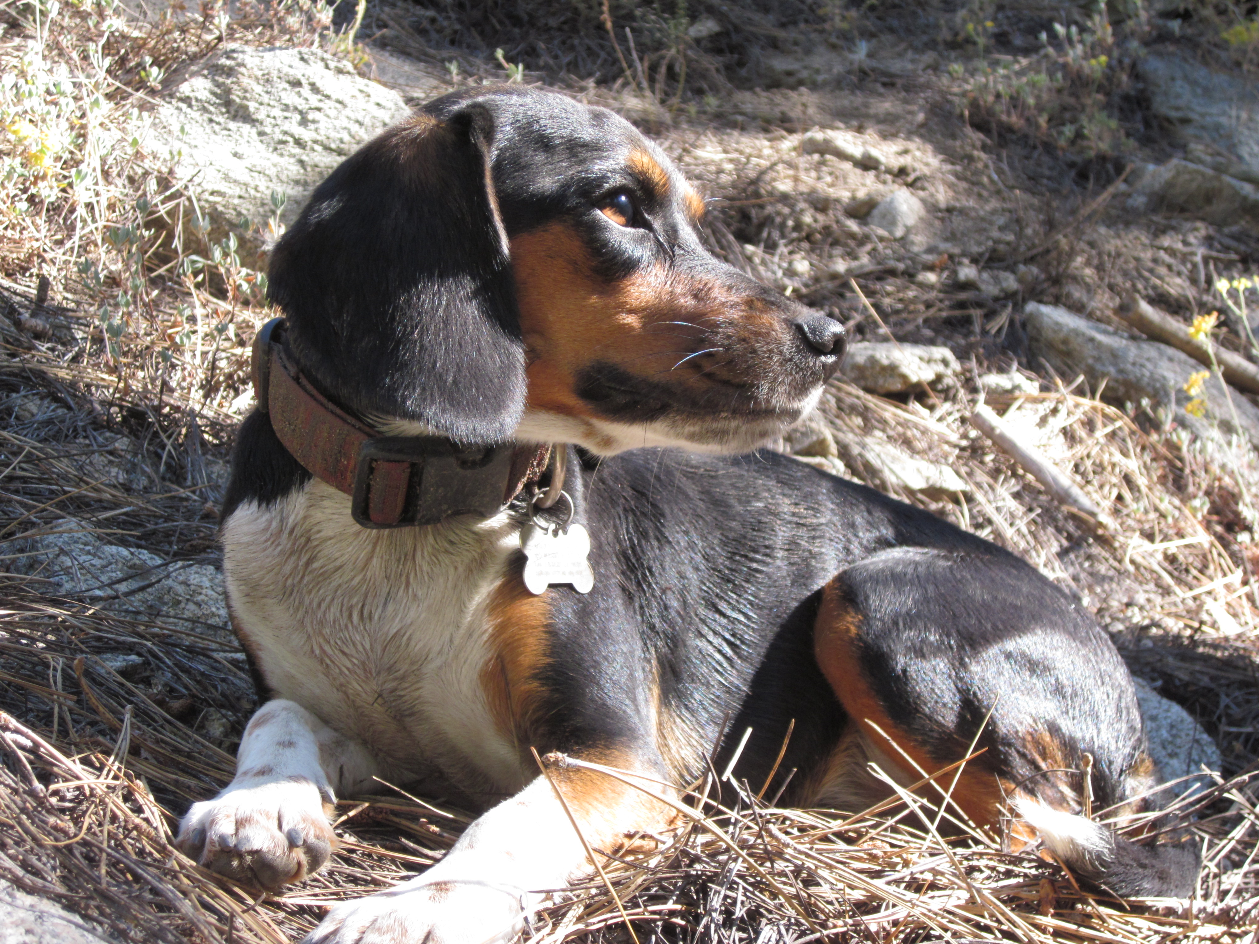 Beagle weed
