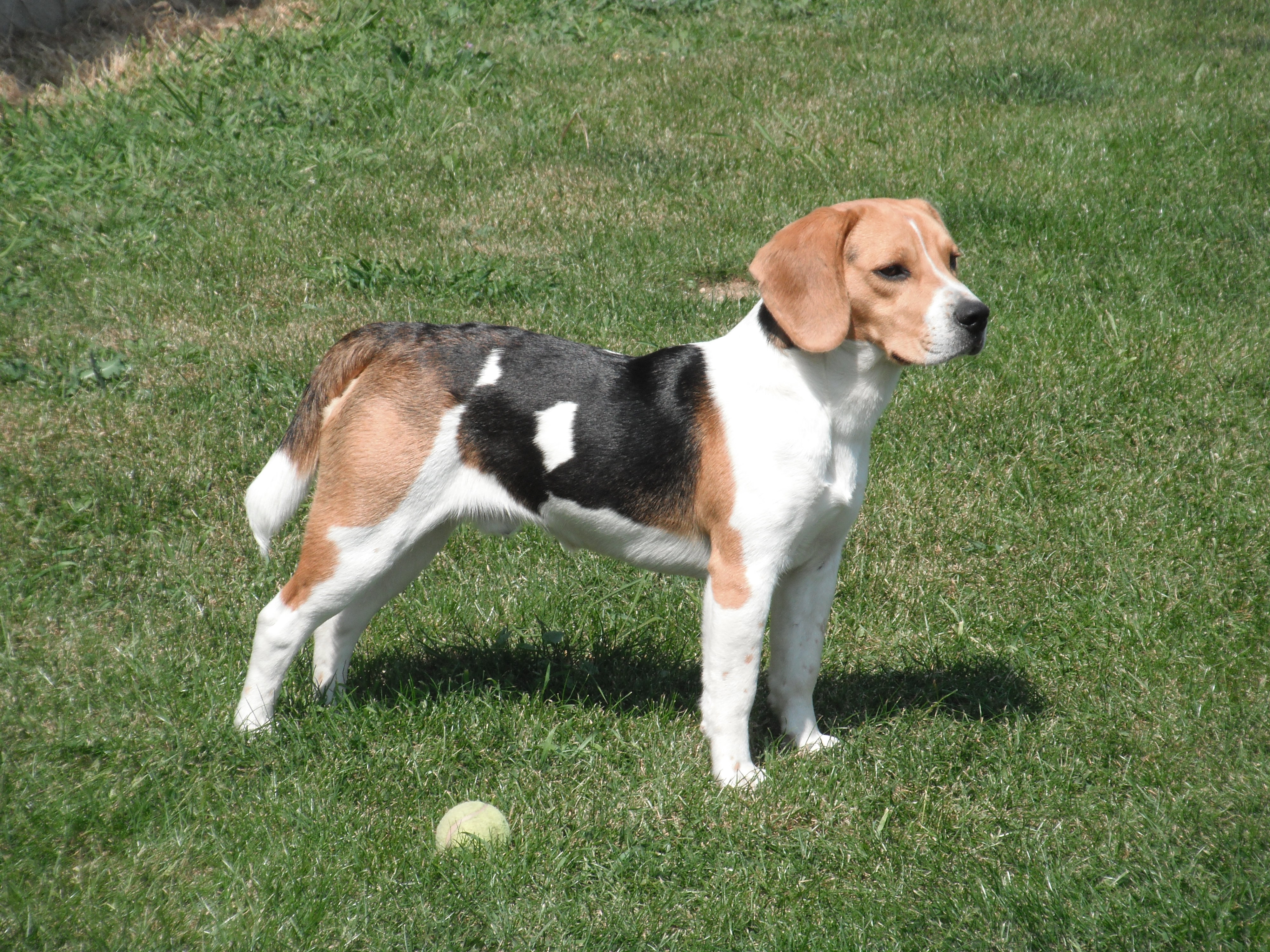 Beagle weed