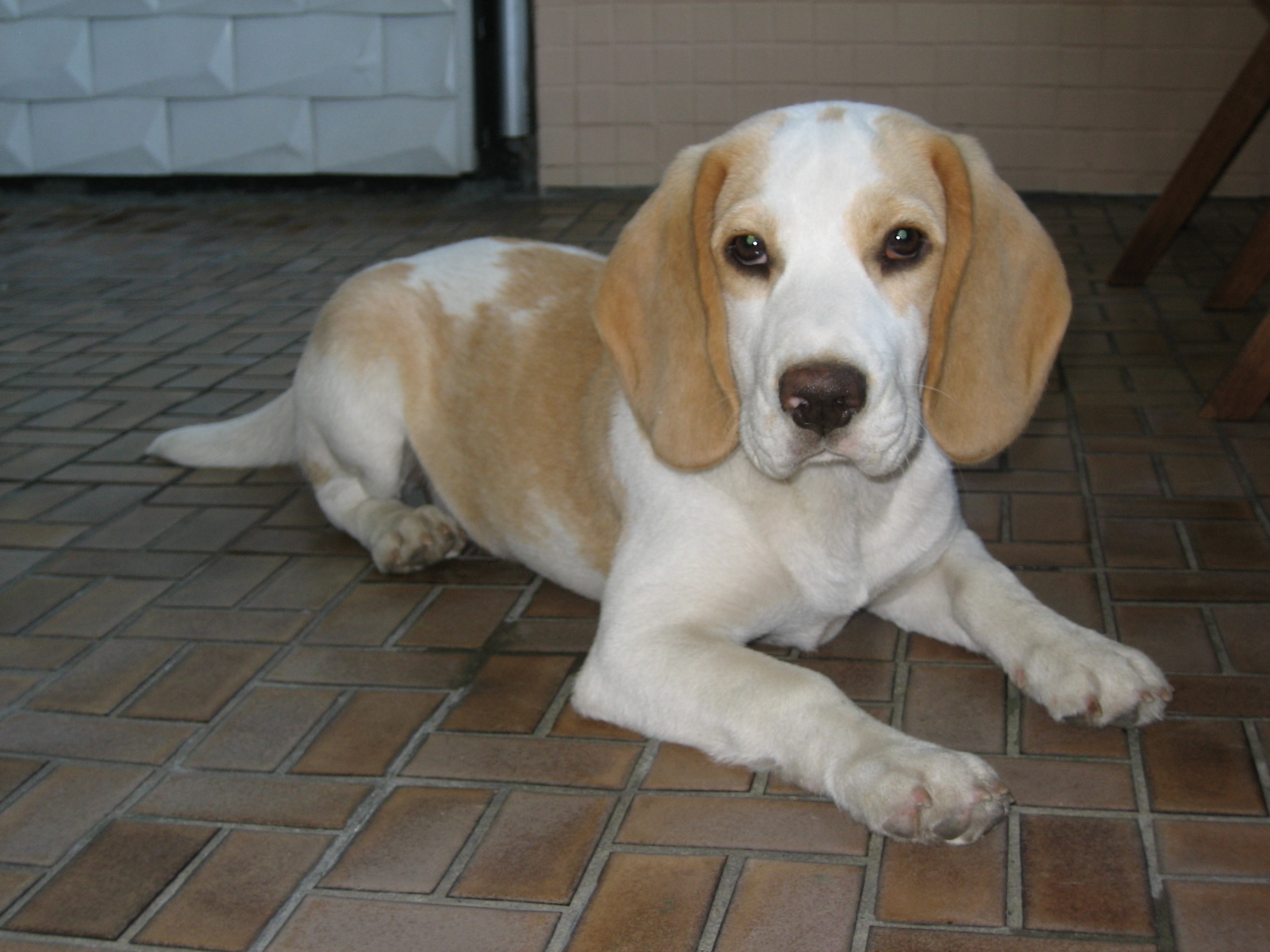 Beagle weed